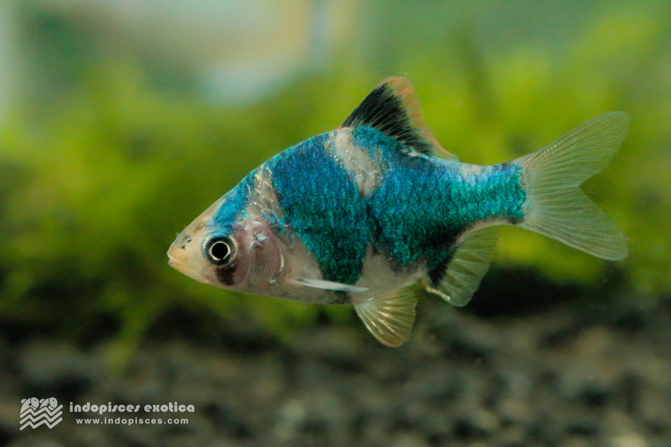 Puntius tetrazona
